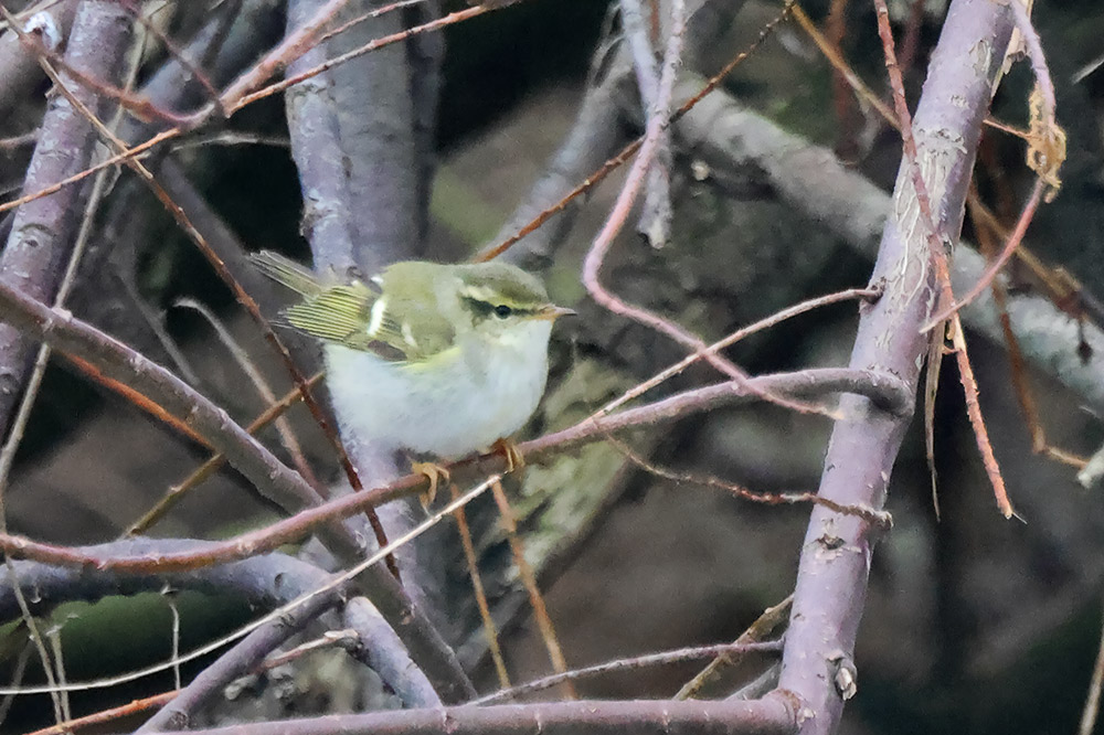 Yellow-browed warbler